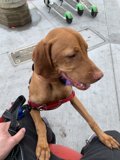 Canine Companion on Lap