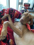 Cozy Canine