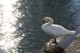 Graceful Swan