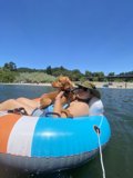 Dog Days of Summer