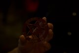 Red Star Pin