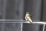 Resting Jewel