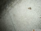Lost Weapon on the Concrete Jungle