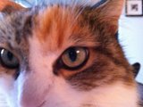Feline Focus
