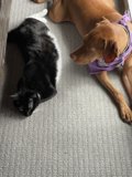 Domestic Bliss