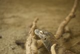 Scaling Heights: A Day at San Francisco Zoo