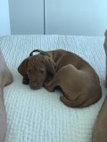 Man's Best Friend