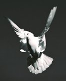 Peaceful Flight