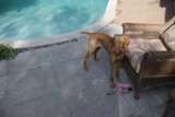 Poolside Pup