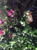 Garden Oasis