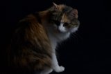 Calico Cat on Black Background