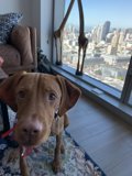 Relaxing Pup in a Cozy Living Room