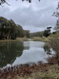 Serene Waters in the Pine Lake Park