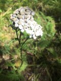 Lone White Daisy in the Field