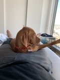 Canine Comfort