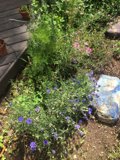 A Colorful Flower Garden