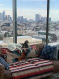 Feline Friends on a Cozy Couch