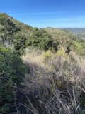 Rolling Hills and Wildwood