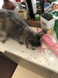 Feline Fun on the Counter