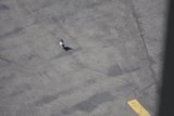 Grounded Bird on the Tarmac