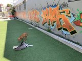 Two Dogs at the Skate Park