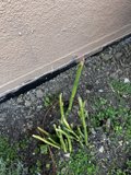 Wall-Mounted Spring Onions