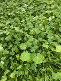 Bountiful Greens in Golden Gate Park