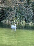 Majestic Swan in Stow Lake