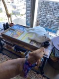 Furry Friends on the Coffee Table