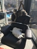 Feline Furniture Festivities