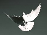 Soaring Spirit