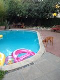 Canine Cooling Off
