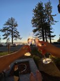 Sunset Champagne Toast in the Grove