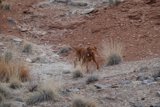 Rover's rocky road adventure