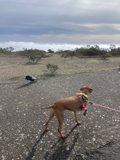 Walking the Hound in Marin Headlands