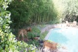 Backyard Oasis with a Furry Friend