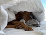 Cozy Canine