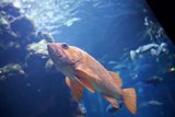 Aquatic Dance: The Symphony of Sea Life
