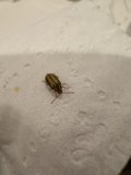 Unexpected Intruder