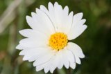 Delicate Daisy