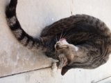Feline Friend