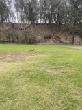 Canine in the Countryside