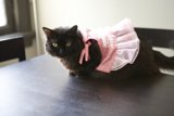 Isabella's Fashion Statement