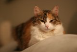 Couch Companion