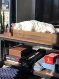 Cat Nap on the Table