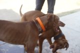 Puppy Playtime