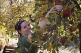 Woman Joyfully Harvesting Red Apples in Autumn Orchard