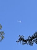 Moon Above a Towering Tree