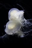 Mystical Creatures of the Deep