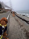Dog Walking in Urban Fort Point